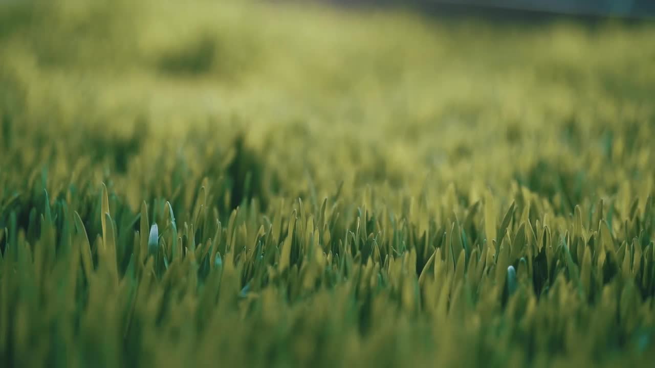Thumbnail for 10 | The Book That Grew