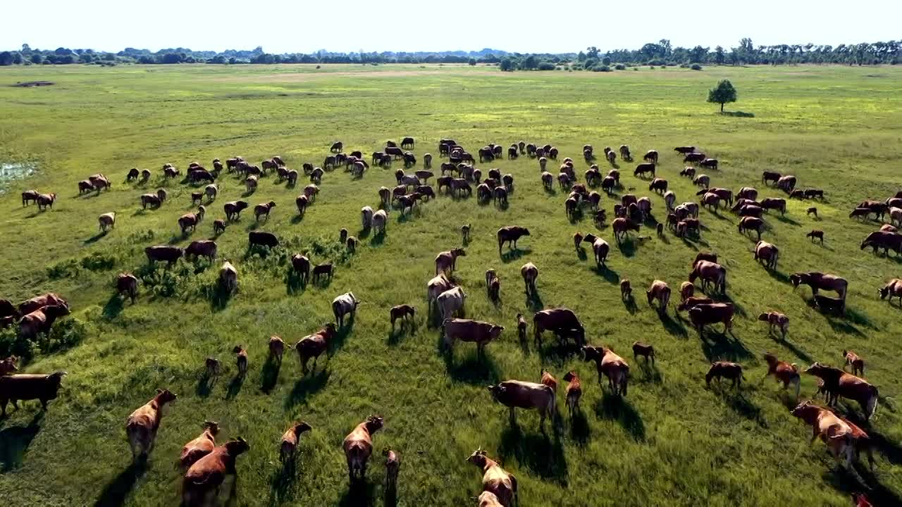 Thumbnail for BK Cows’ Menu