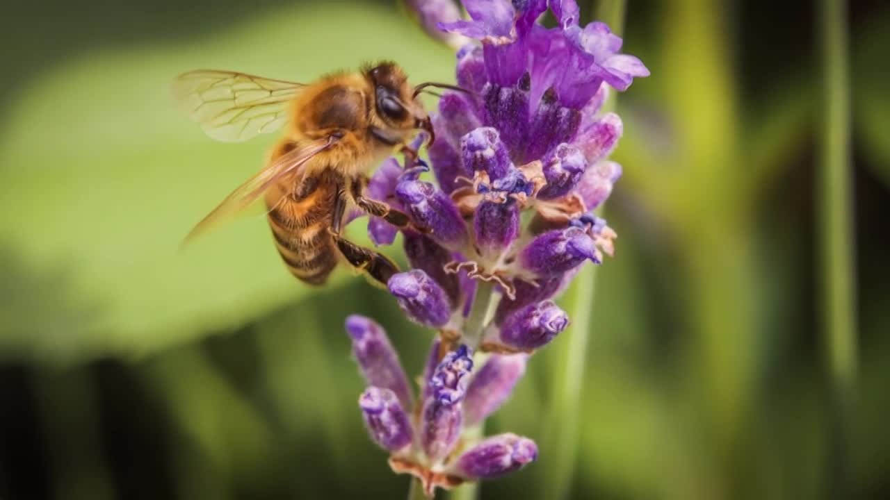 Thumbnail for NG: WILD Idents