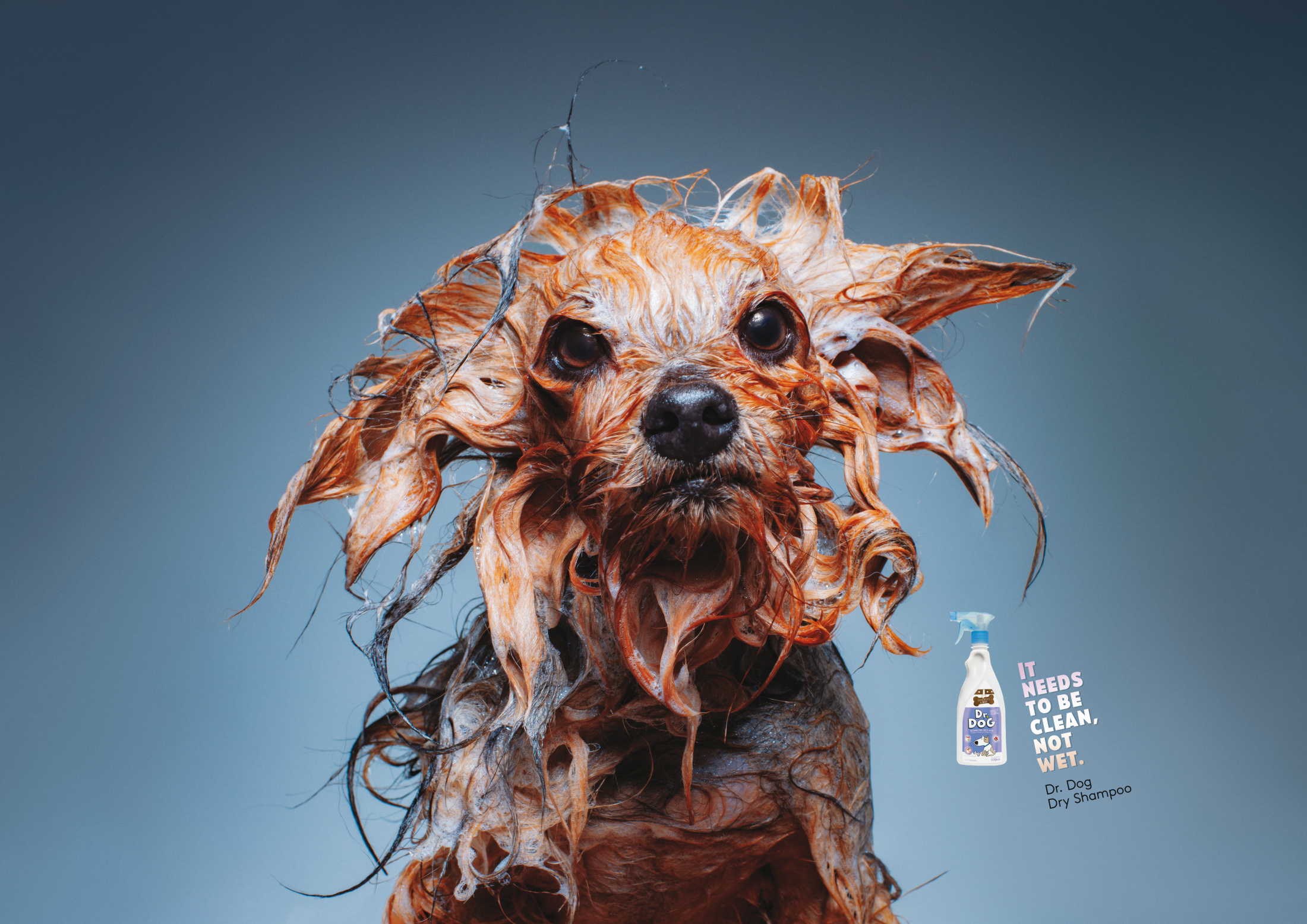 Dog wet hot sale