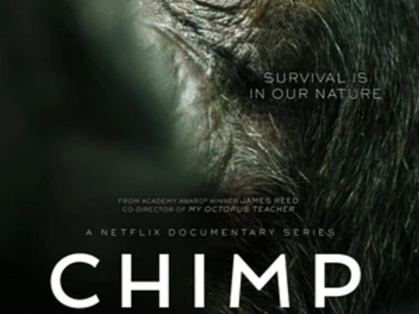 Chimp Empire Official Trailer Thumbnail