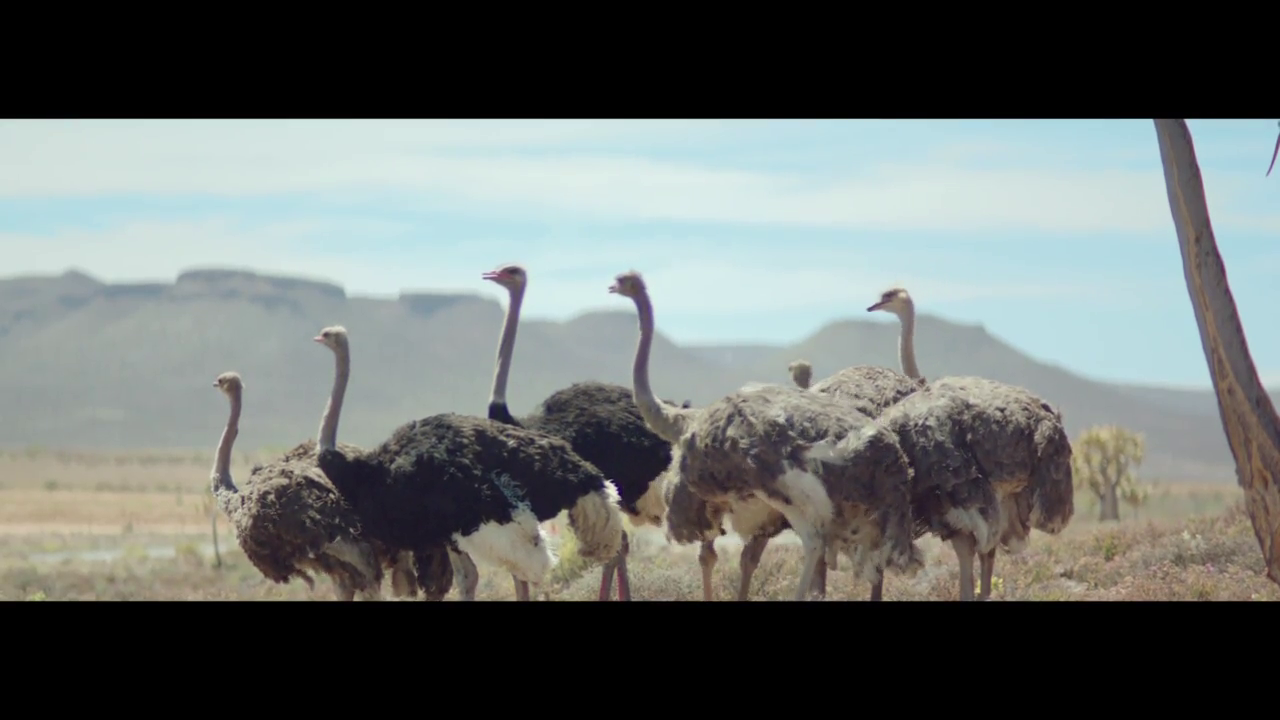 Thumbnail for Samsung, Ostrich